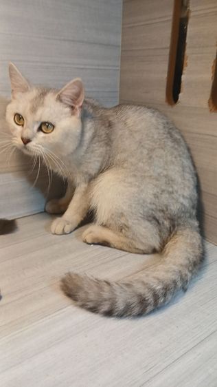 สก็อตติช โฟลด์ (Scottish Fold) แมวสก้อตติช สีซิลเวอร์ เพศผู้ วัคซีนแล้วก่อนย้ายตรวจหัดให้ฟรีรับประกันเอดส์แมวกับรูคีเมียคะ