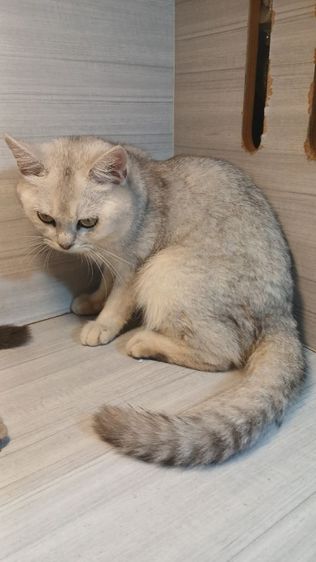 แมวสก้อตติช สีซิลเวอร์ เพศผู้ วัคซีนแล้วก่อนย้ายตรวจหัดให้ฟรีรับประกันเอดส์แมวกับรูคีเมียคะ รูปที่ 2