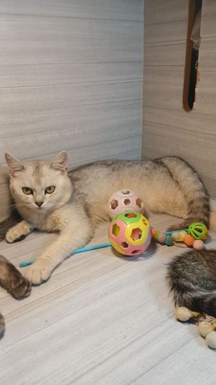 แมวสก้อตติช สีซิลเวอร์ เพศผู้ วัคซีนแล้วก่อนย้ายตรวจหัดให้ฟรีรับประกันเอดส์แมวกับรูคีเมียคะ รูปที่ 9