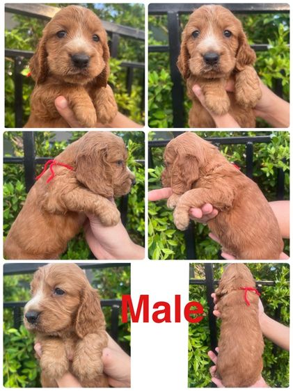 อิงลิสค็อกเกอร์ เปิดจอง รูปที่ 4