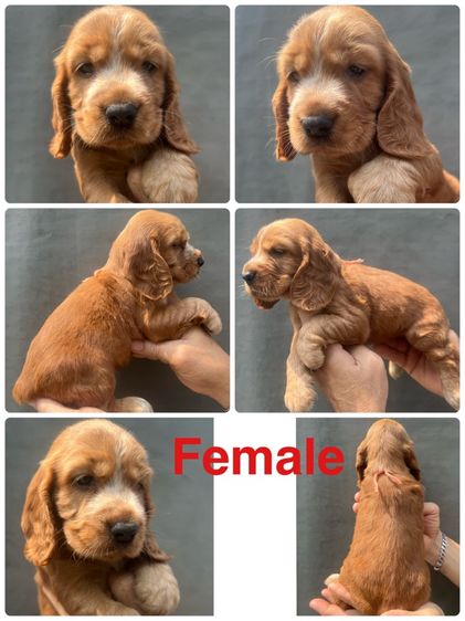 อิงลิสค็อกเกอร์ เปิดจอง รูปที่ 3