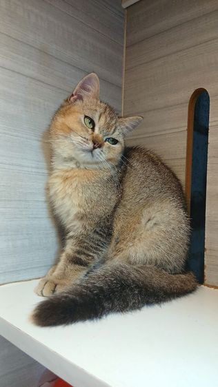 สก็อตติช โฟลด์ (Scottish Fold) แมวสก้อตติช เพศผู้วัคซีนแล้วก่อนย้ายตรวจหัดแมวฟรีสนใจถามก่อนได้คะ