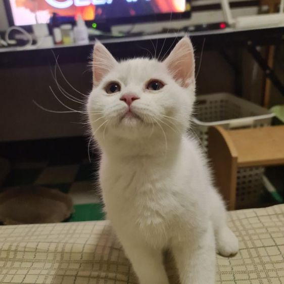 สก็อตติช โฟลด์ (Scottish Fold) สกอตติช หูตั้ง