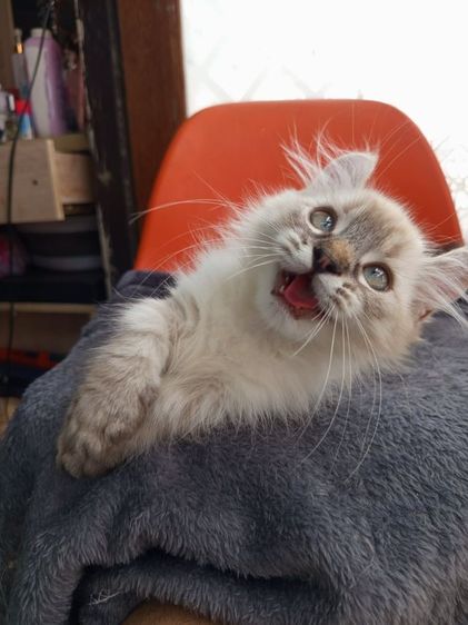 น้องหิมาลายัน ขาสั้น เพศ ชาย เกิด4พ.ย. ขี้อ้อน รูปที่ 10