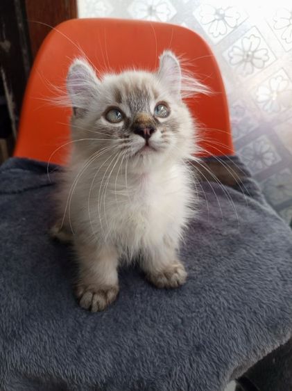 น้องหิมาลายัน ขาสั้น เพศ ชาย เกิด4พ.ย. ขี้อ้อน