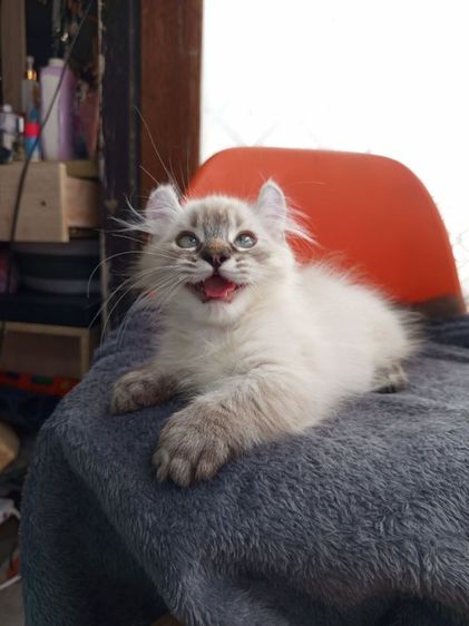 น้องหิมาลายัน ขาสั้น เพศ ชาย เกิด4พ.ย. ขี้อ้อน รูปที่ 3