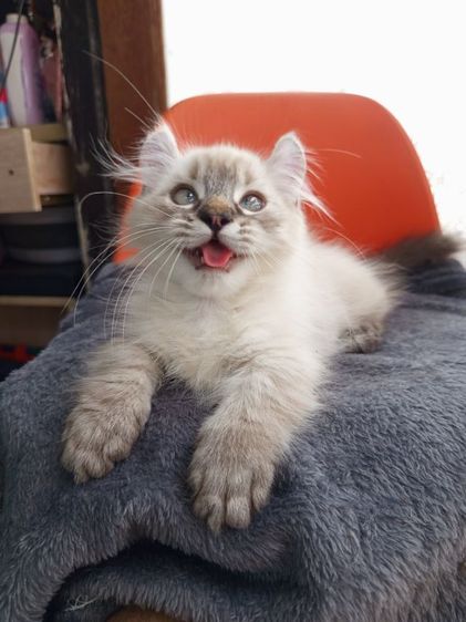 น้องหิมาลายัน ขาสั้น เพศ ชาย เกิด4พ.ย. ขี้อ้อน รูปที่ 7