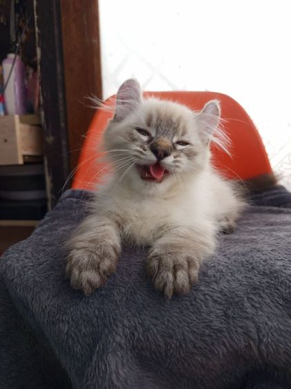 น้องหิมาลายัน ขาสั้น เพศ ชาย เกิด4พ.ย. ขี้อ้อน รูปที่ 2