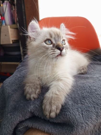 น้องหิมาลายัน ขาสั้น เพศ ชาย เกิด4พ.ย. ขี้อ้อน รูปที่ 6