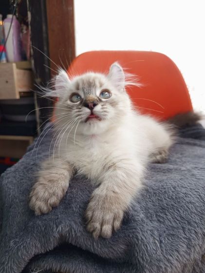 น้องหิมาลายัน ขาสั้น เพศ ชาย เกิด4พ.ย. ขี้อ้อน รูปที่ 5