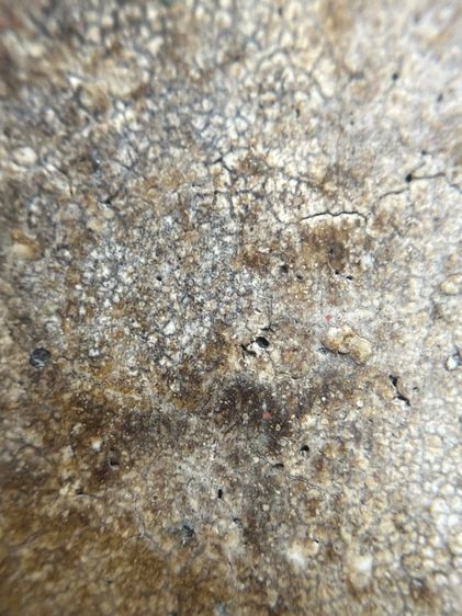 พระสมเด็จพิมพ์ใหญ่เกศสะบัด รูปที่ 12