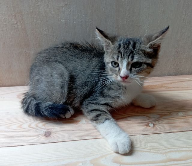 ลูกแมวสก็อตติชหูตั้ง รูปที่ 9