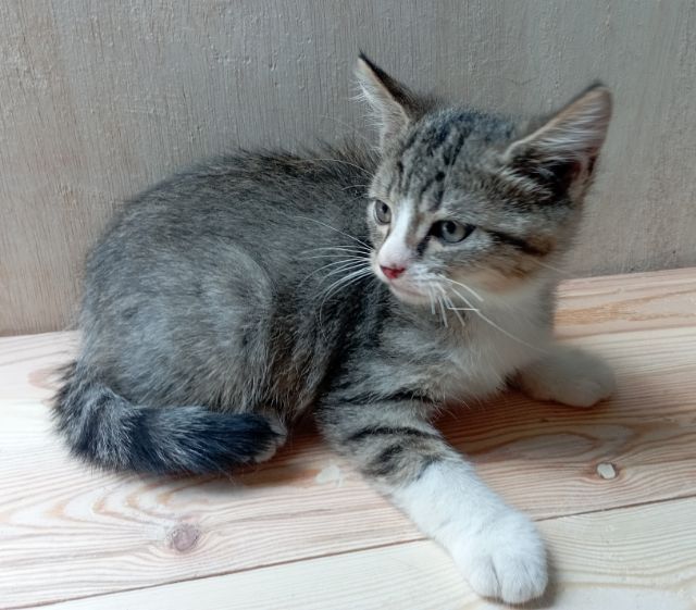 ลูกแมวสก็อตติชหูตั้ง รูปที่ 8