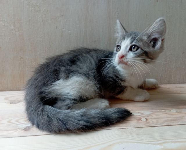 ลูกแมวสก็อตติชหูตั้ง รูปที่ 4