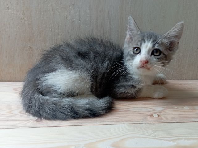 ลูกแมวสก็อตติชหูตั้ง รูปที่ 3