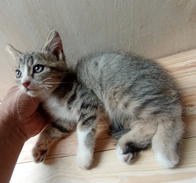 ลูกแมวสก็อตติชหูตั้ง รูปที่ 7