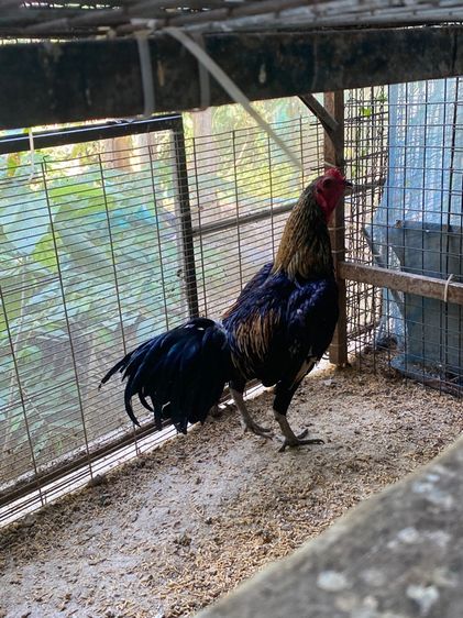 ขายไก่พม่า รูปที่ 3