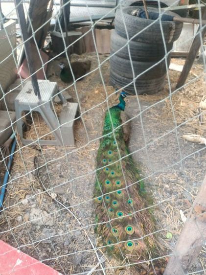 นกยูงอินเดียพ่อแม่พันธ์ 