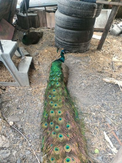 นกยูงอินเดียพ่อแม่พันธ์  รูปที่ 3