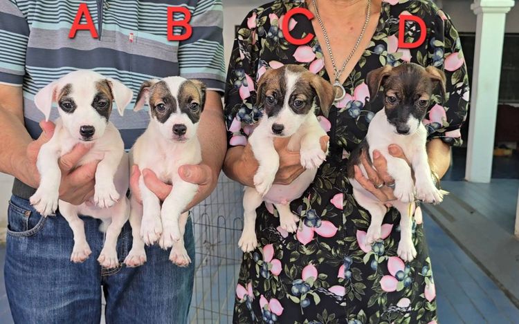 ลูกสุนัขแจ็ค รัสเซลล์ เพศผู้ สายพันธุ์แท้ ร่าเริง ฉลาด เลี้ยงง่าย จาก kankarnclub มีจัดส่งทั่วประเทศ(กันย์เจ้าเก่าครับ)