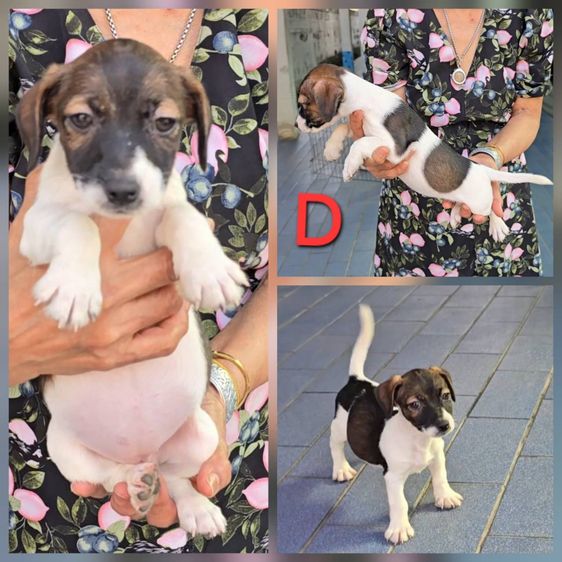 ลูกสุนัขแจ็ค รัสเซลล์ เพศผู้ สายพันธุ์แท้ ร่าเริง ฉลาด เลี้ยงง่าย จาก kankarnclub มีจัดส่งทั่วประเทศ(กันย์เจ้าเก่าครับ) รูปที่ 4