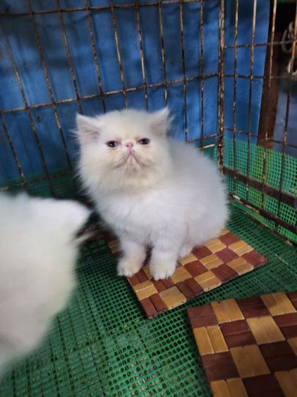 ลูกแมวเอ็กโซติก รูปที่ 10