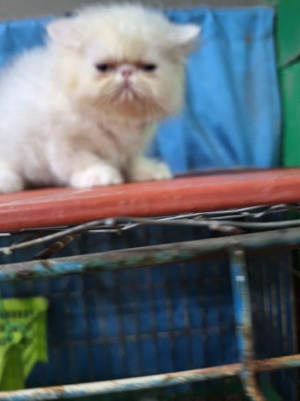 ลูกแมวเอ็กโซติก รูปที่ 13