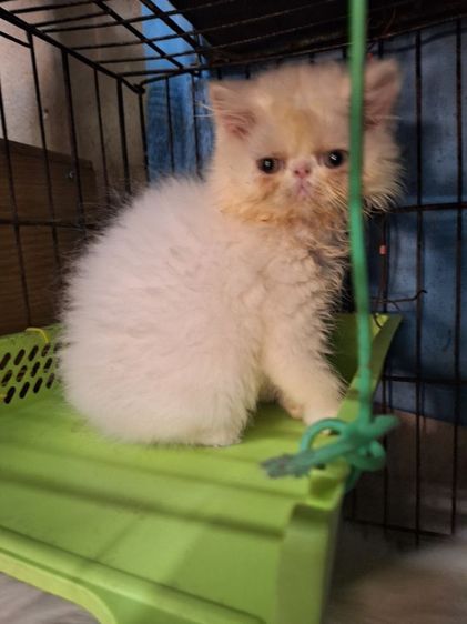 ลูกแมวเอ็กโซติก รูปที่ 5