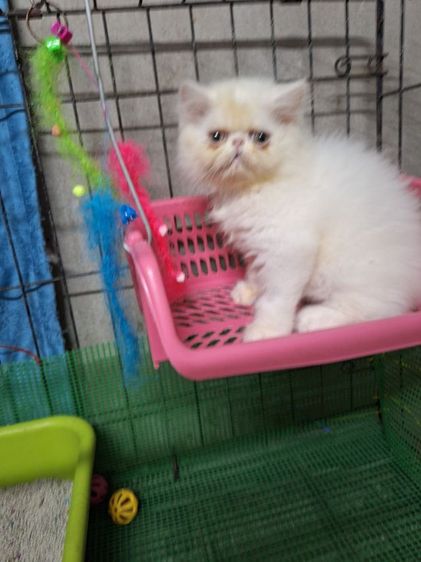 ลูกแมวเอ็กโซติก รูปที่ 6