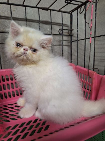 ลูกแมวเอ็กโซติก รูปที่ 2