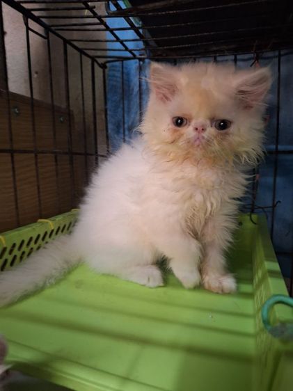 ลูกแมวเอ็กโซติก รูปที่ 7