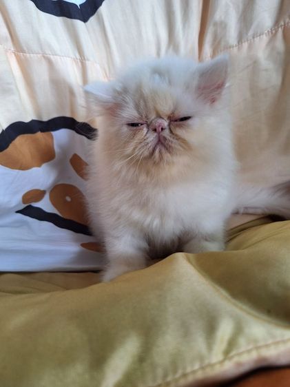 ลูกแมวเอ็กโซติก รูปที่ 9