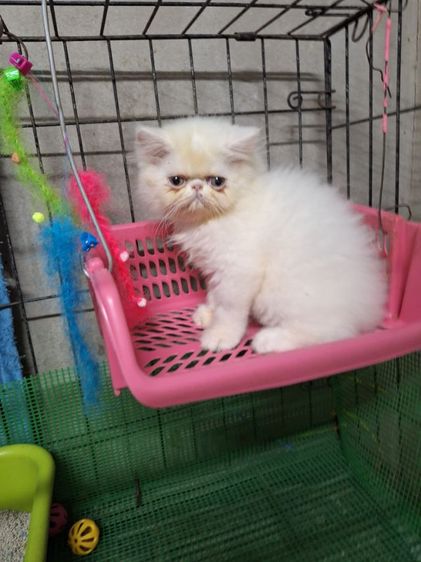 ลูกแมวเอ็กโซติก รูปที่ 14