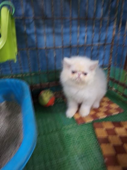 ลูกแมวเอ็กโซติก รูปที่ 11