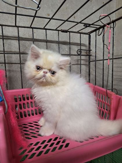 เอ็กโซติก ชอร์ตแฮร์ (Exotic Shorthair) ลูกแมวเอ็กโซติก