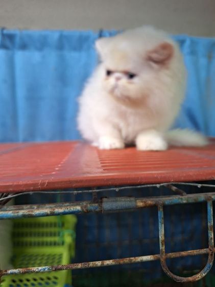 ลูกแมวเอ็กโซติก รูปที่ 12