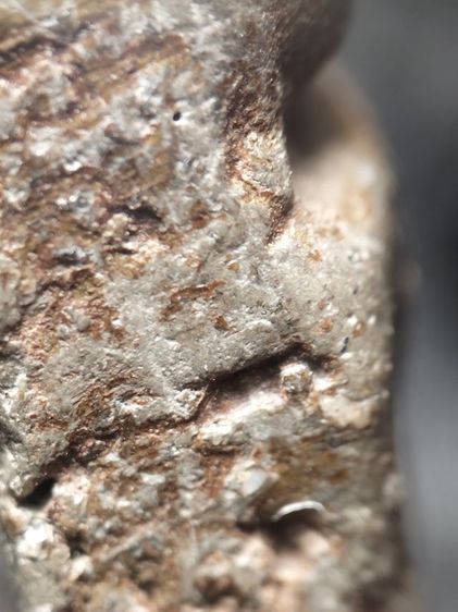 นางพญาพิษณุโลกเนื้อเขียวครับ รูปที่ 15