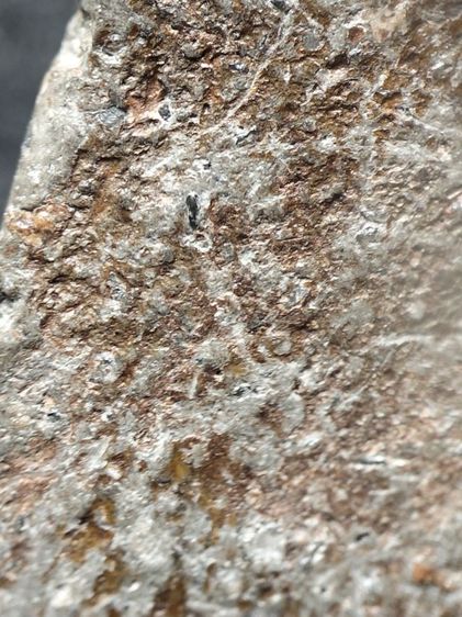 นางพญาพิษณุโลกเนื้อเขียวครับ รูปที่ 13