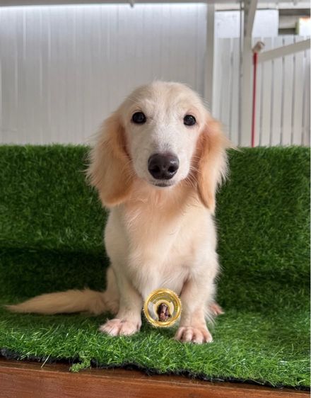 ดัชชุน (Dachshund) พ่อพันธุ์ ดัชชุน ขนยาว รับผสม