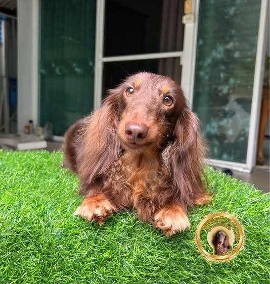 พ่อพันธุ์ ดัชชุน ขนยาว รับผสม รูปที่ 3