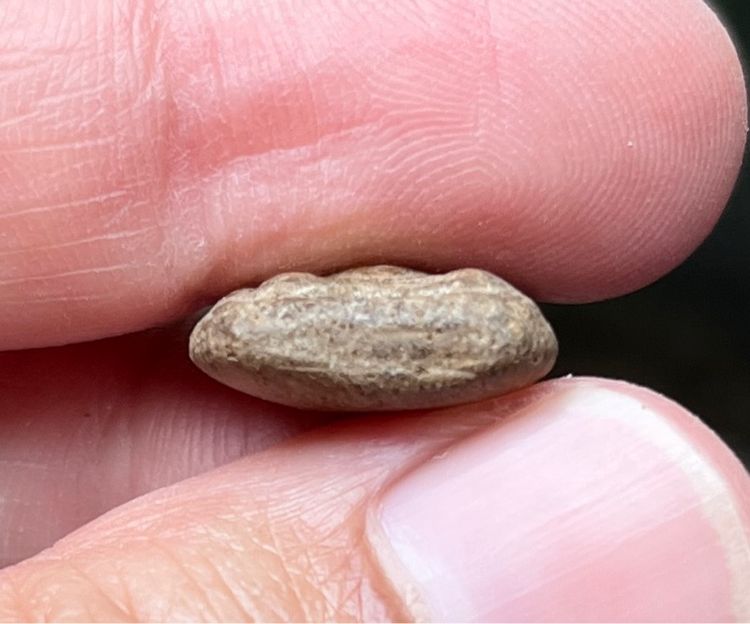 หลวงปู่บุญ รูปที่ 4