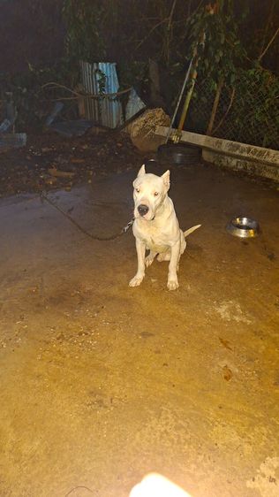 ขายพ่อแม่พันโดโกยกคู่ รูปที่ 2