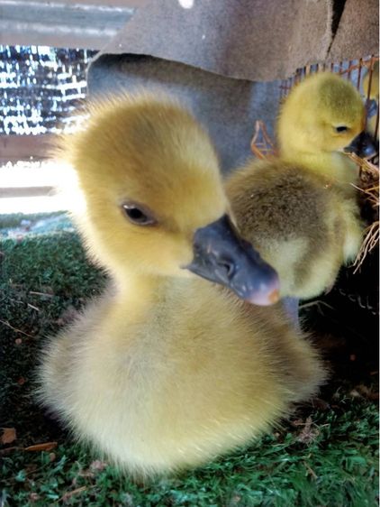 ลูกห่านไจแอนท์ไฮบริด