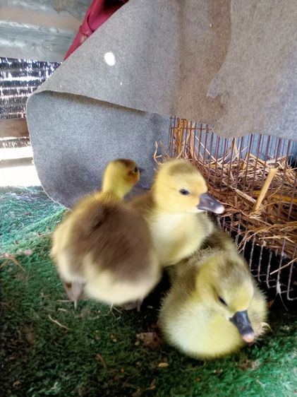 ลูกห่านไจแอนท์ไฮบริด รูปที่ 2