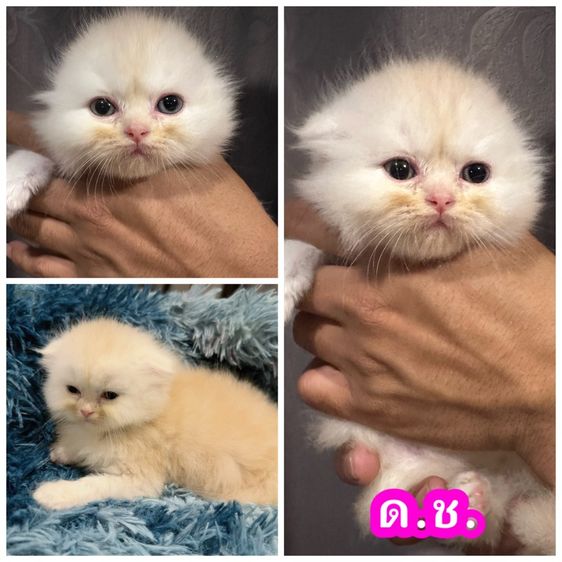 แมวสก๊อตติชโฟลด์
