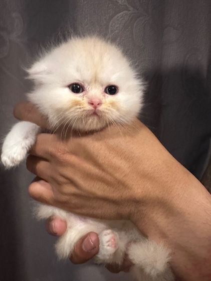 แมวสก๊อตติชโฟลด์ รูปที่ 5