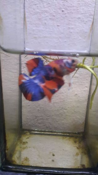 ปลากัดแฟนซี