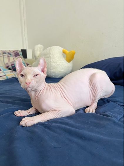 สฟิงซ์เอลฟ์ เพศผู้ สีขาวชมพู รูปที่ 11