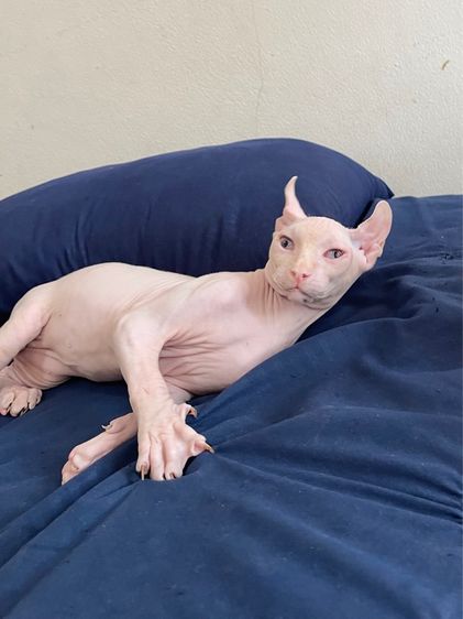 สฟิงซ์เอลฟ์ เพศผู้ สีขาวชมพู รูปที่ 14