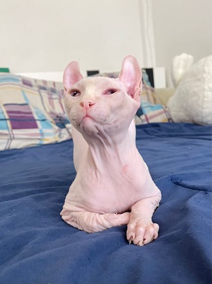 สฟิงซ์เอลฟ์ เพศผู้ สีขาวชมพู รูปที่ 5